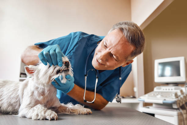 Best Emergency Dental Extractions in Oak Forest, IL